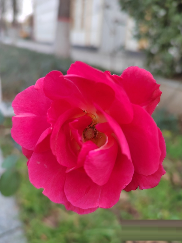 荣耀60拍照好不好?荣耀60拍照性能介绍