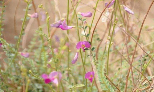 植树节种树去啦,下列哪种树更适合在干旱地区种植