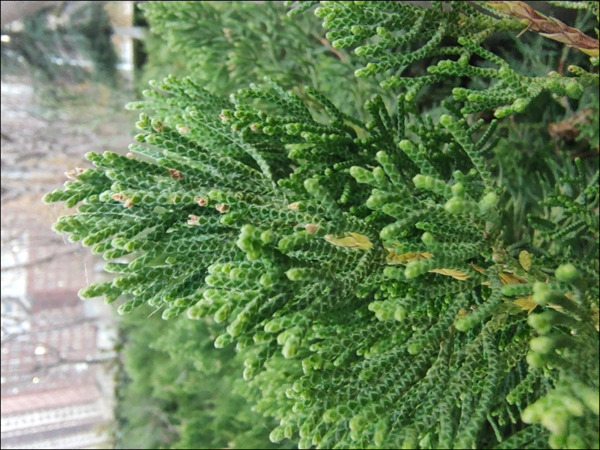 摩托罗拉edgeS30拍照性能好不好?摩托罗拉edgeS30拍照性能介绍