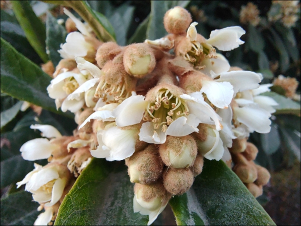 摩托罗拉edgeS30拍照性能好不好?摩托罗拉edgeS30拍照性能介绍