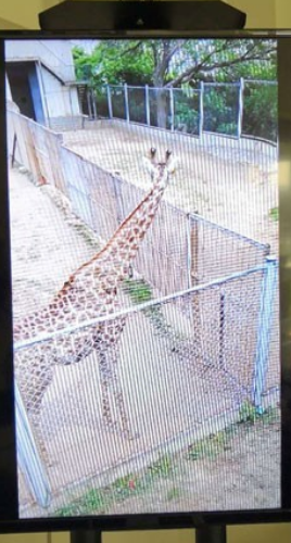 华为nova7pro怎么投屏到电视 华为nova7pro投屏到电视的方法