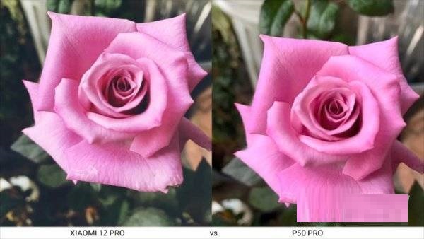 小米12pro拍照对比华为p50pro哪个拍照好?小米12pro拍照对比华为p50pro拍照对比介绍