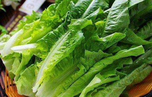 猜一猜：油麦菜和以下哪种蔬菜是“亲戚”?支付宝蚂蚁庄园5月24日答案