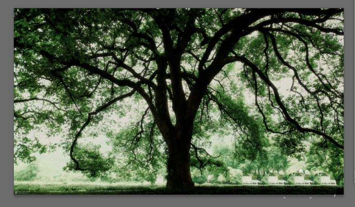 Adobe Photoshop为大树添加斑点光源的操作方法