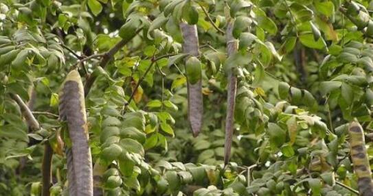 古人洗头发用什么洗？蚂蚁庄园3月3日答案