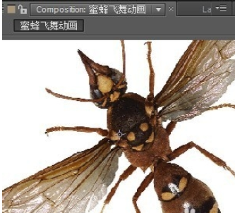 AE制作蜜蜂飞舞动画的详细方法