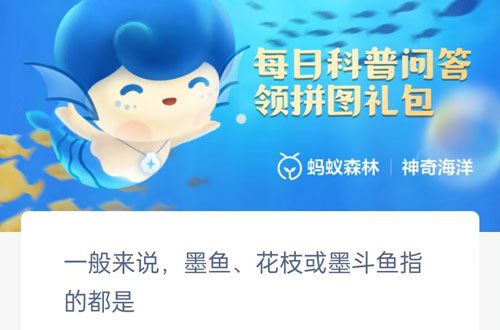 一般来说墨鱼花枝或墨斗鱼指的都是