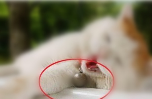 ps cs6给图片加框的简单教程分享