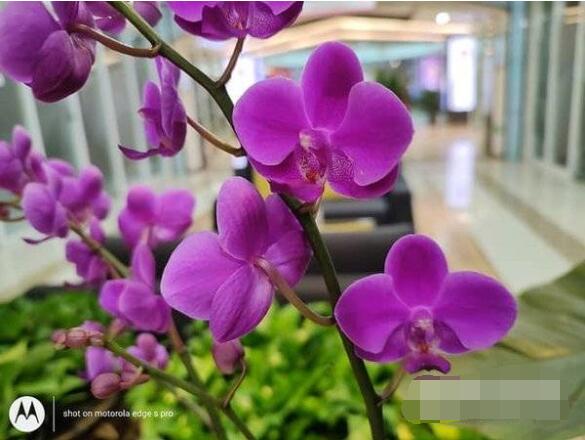 摩托罗拉edgespro怎么样？摩托罗拉edgespro手机介绍