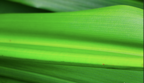 PS做出叶上水珠的详细步骤