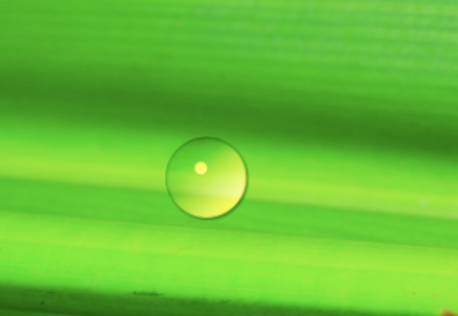 PS做出叶上水珠的详细步骤