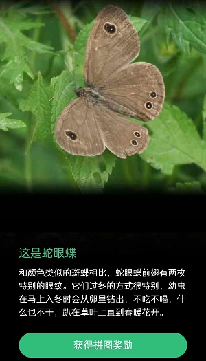 蝴蝶身上有对称的圆形斑纹是什么蝶