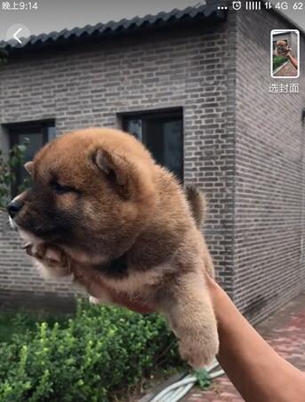 火牛视频快速赚钱详细教程