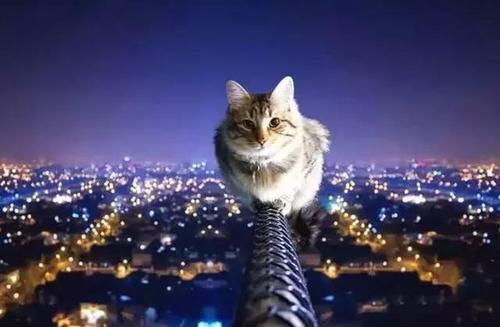 有俗话说“猫有九条命”，这是真的吗?支付宝蚂蚁庄园7月22日答案