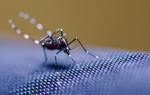 夏季白天出门活动,穿什么颜色的衣服更容易招蚊子?支付宝蚂蚁庄园5月23日答案