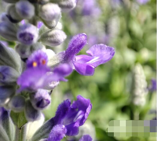 小米MIXFOLD液态相机拍照好不好?小米MIXFOLD液态相机性能介绍