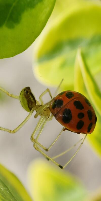 小米MIXFOLD液态相机拍照好不好?小米MIXFOLD液态相机性能介绍