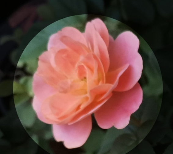 华为mate30pro中设置来电头像的简单操作方法