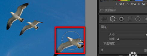 lightroom中使用污点去除功能的详细使用教程