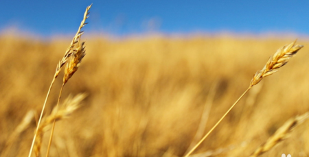 美图看看中播放幻灯片的操作教程