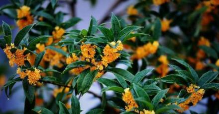 何须浅碧深红色说的是什么花？蚂蚁庄园2月21日答案