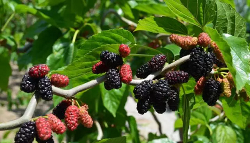 在野外看到形似桑葚的小野果,可以摘来吃吗?支付宝蚂蚁庄园7月12日答案