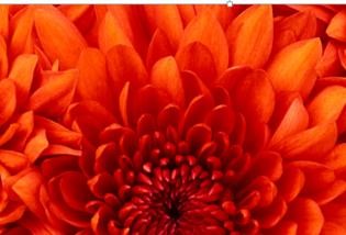 ppt2013编辑图片在文字下方的图文方法