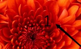 ppt2013编辑图片在文字下方的图文方法