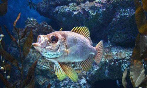 在没有食物的情况下，鱼儿嘴巴一张一合，是在?支付宝蚂蚁庄园每日一题大全