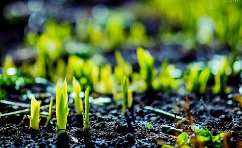 雨后经常能闻到一股泥土的清香猜一猜它来自于什么?支付宝蚂蚁庄园8月17日答案