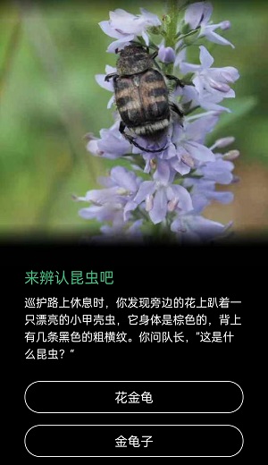 小甲壳虫身体是棕色的背上有几条黑色的粗横纹是什么昆虫