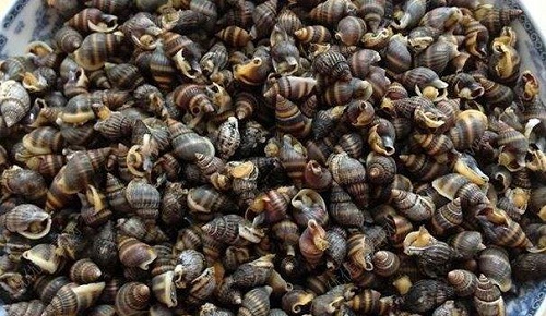 夏季很多人爱吃海螺,以下哪种螺千万不要吃