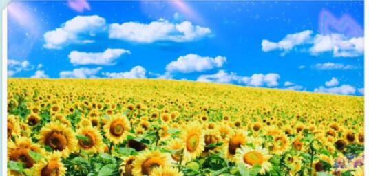 美图秀秀如何制作向日葵明信片？美图秀秀制作向日葵明信片的步骤教程