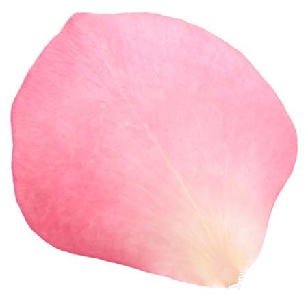 AE制作爱情公寓片头花瓣飘落效果的操作步骤