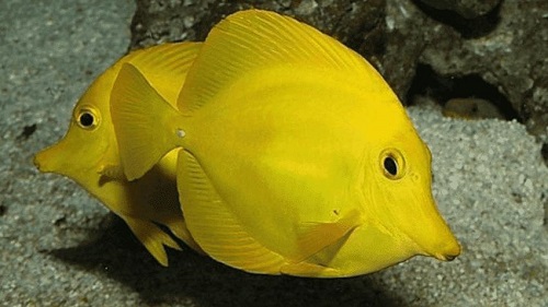 鱼类繁殖后代有三种方式,即卵生卵胎生和胎生对吗